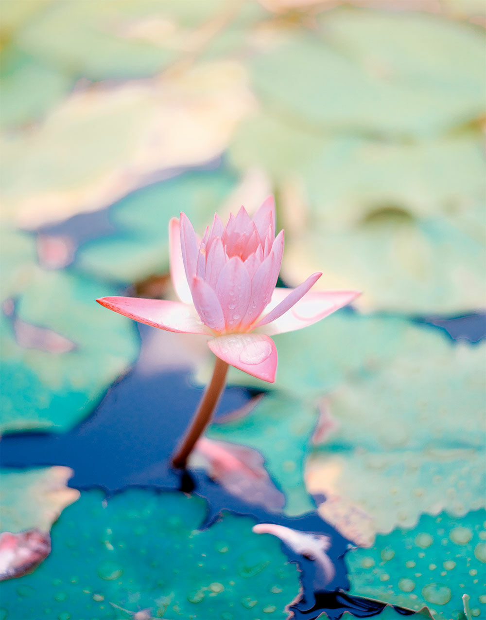 saffu-Ct1Mx5OTn9A-unsplash L'Etoile de la Résilience dans la Drôme